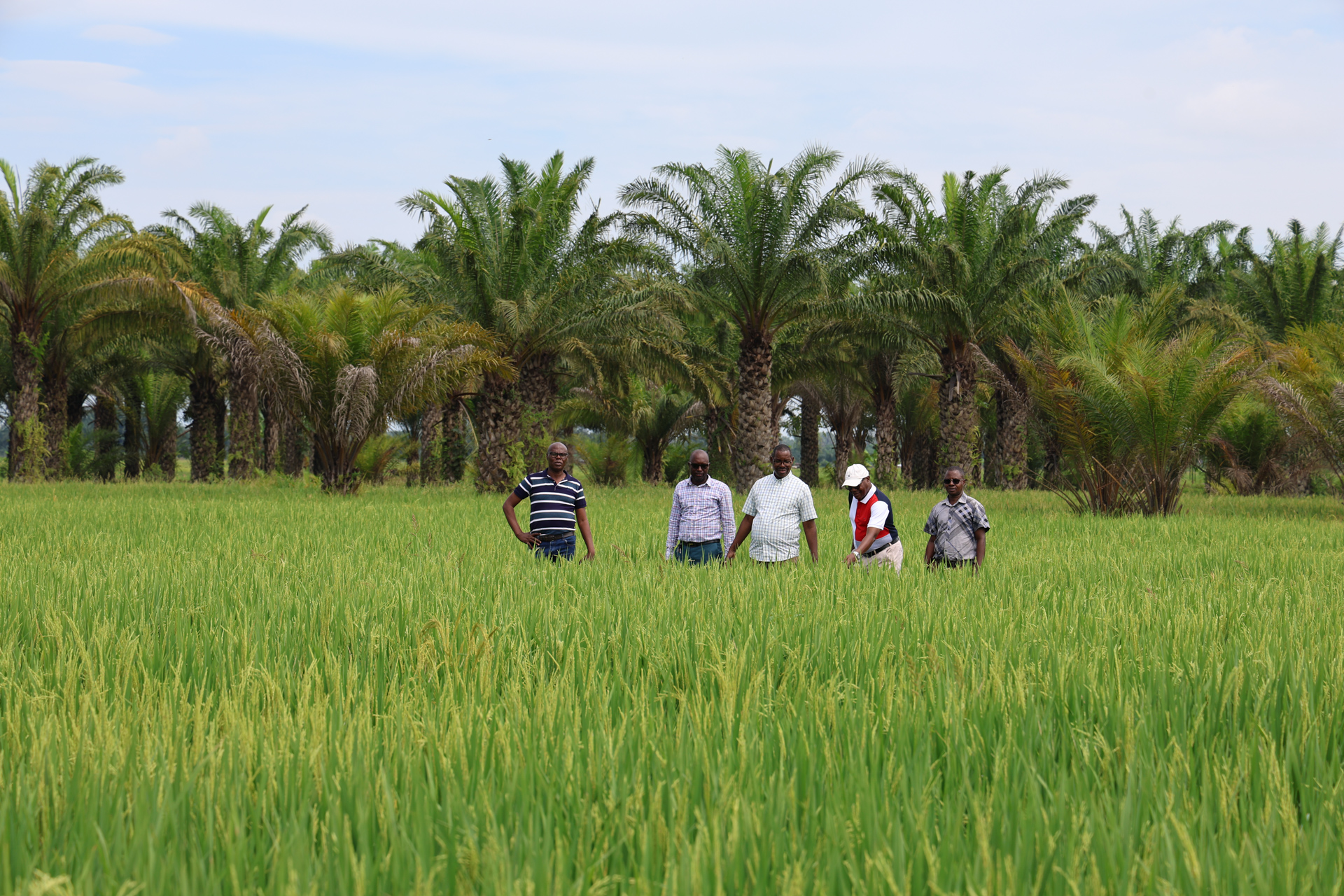 Champs de riz à Rukaramu